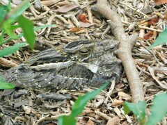 Hydropsalis torquata