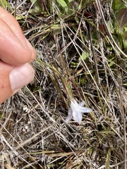 Wahlenbergia albomarginata