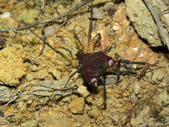 Parapachyloides uncinatus