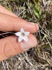 Wahlenbergia albomarginata