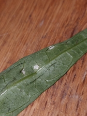 Albugo ipomoeae-aquaticae