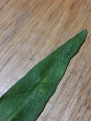 Albugo ipomoeae-aquaticae