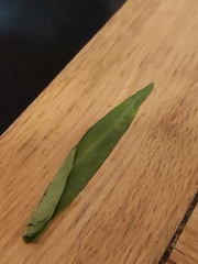 Albugo ipomoeae-aquaticae