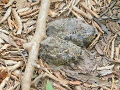 Hydropsalis torquata