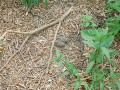 Hydropsalis torquata