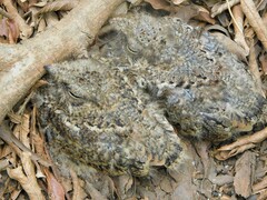 Hydropsalis torquata