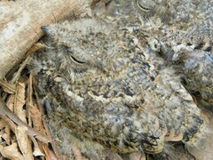 Hydropsalis torquata