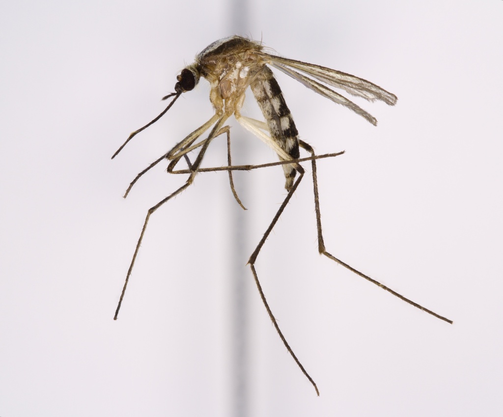 Silverback Mosquito