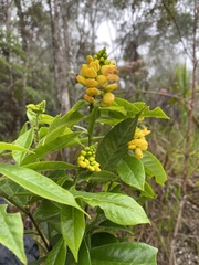 Caamembeca oxyphylla