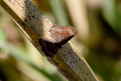 Calephelis aymaran