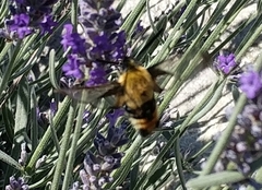 Hemaris tityus