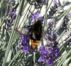 Hemaris tityus