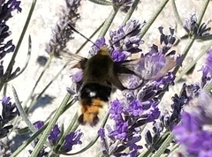Hemaris tityus