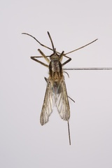 Aedes infirmatus