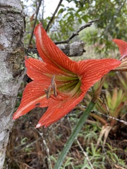 Hippeastrum glaucescens