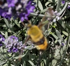 Hemaris tityus