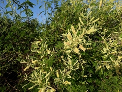 Senegalia bonariensis