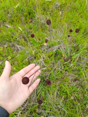 Eryngium sanguisorba