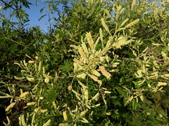 Senegalia bonariensis