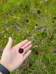 Eryngium sanguisorba