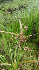 Scirpus ancistrochaetus