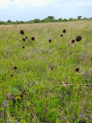 Eryngium sanguisorba
