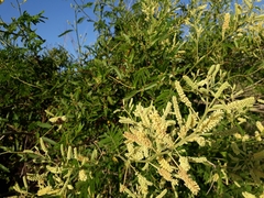 Senegalia bonariensis