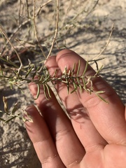 Astragalus racemosus
