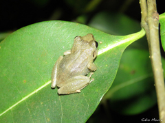 Pristimantis relictus