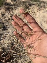 Astragalus racemosus