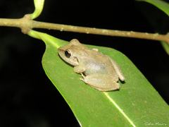 Pristimantis relictus