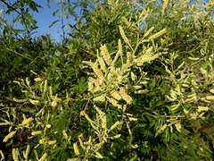 Senegalia bonariensis