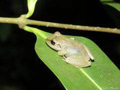 Pristimantis relictus