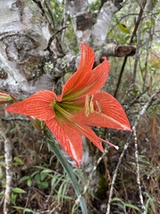 Hippeastrum glaucescens