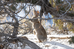 Sylvilagus nuttallii