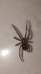 Steatoda grossa