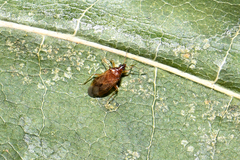 Cardiastethus fasciiventris