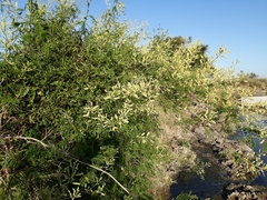 Senegalia bonariensis