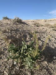 Stanleya pinnata integrifolia