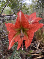 Hippeastrum glaucescens