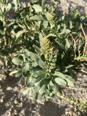 Stanleya pinnata integrifolia