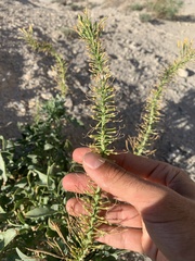Stanleya pinnata integrifolia