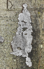 Lecanora hybocarpa