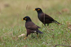 Acridotheres tristis