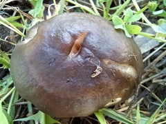 Melanoleuca