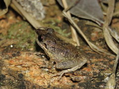 Pristimantis relictus