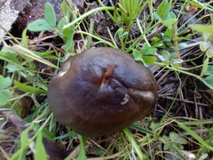 Melanoleuca