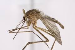 Culiseta inornata