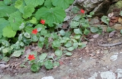 Silene rotundifolia