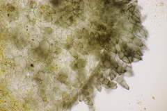 Podospora tetraspora